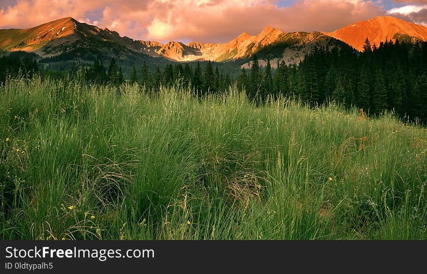 Vegetation, Wilderness, Ecosystem, Grassland