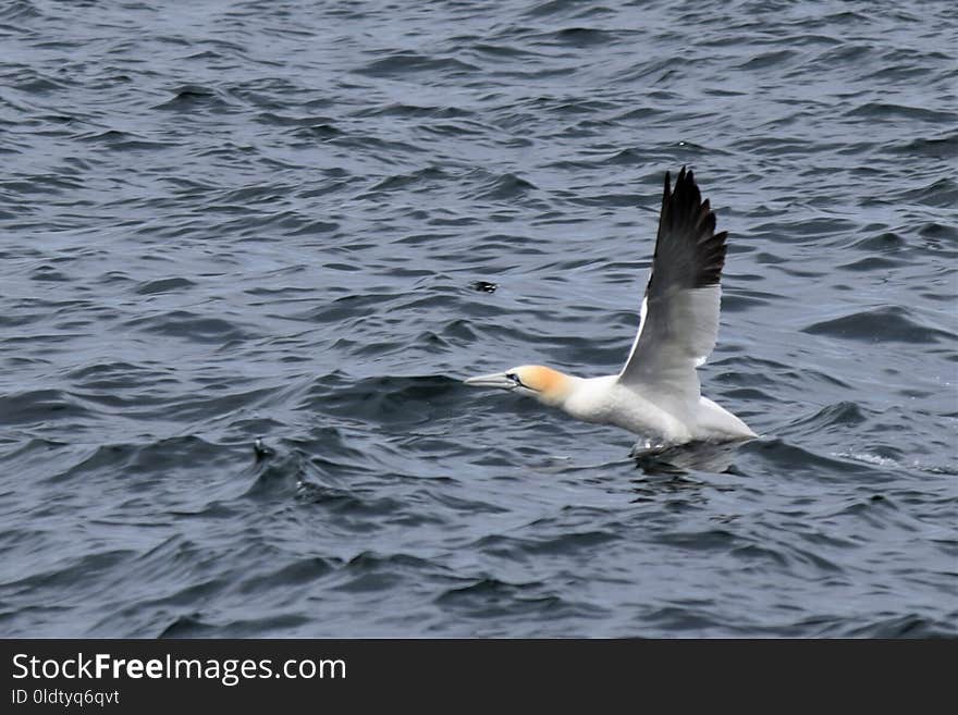 Bird, Water, Seabird, Gull