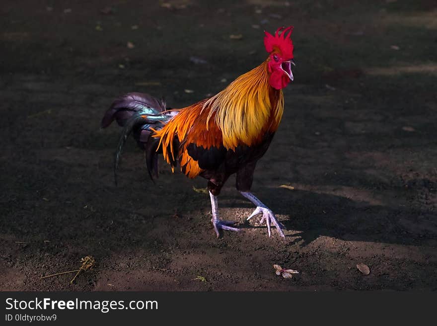 Chicken, Rooster, Galliformes, Beak