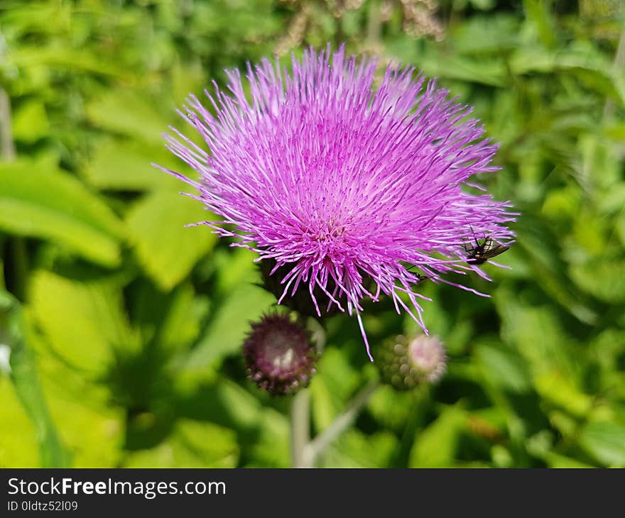 Thistle, Silybum, Flower, Plant