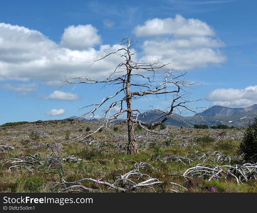 Tree, Ecosystem, Sky, Vegetation