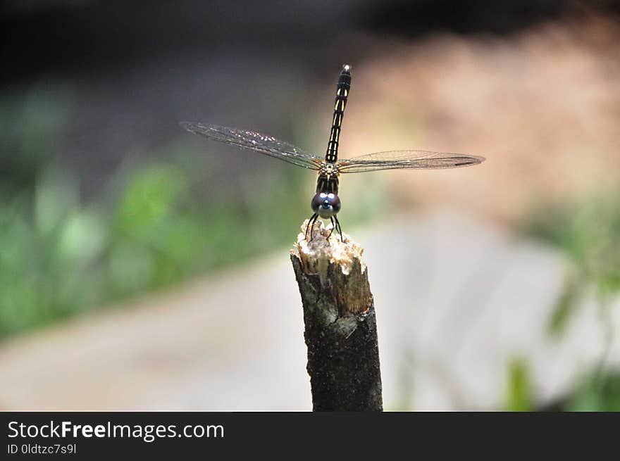 Insect, Dragonfly, Invertebrate, Fauna