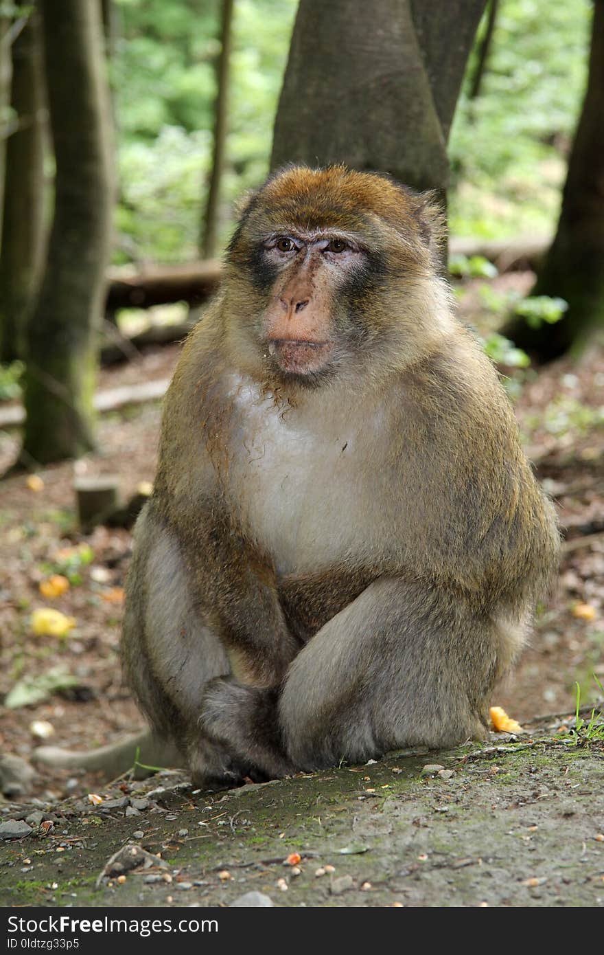 Macaque, Mammal, Fauna, Primate