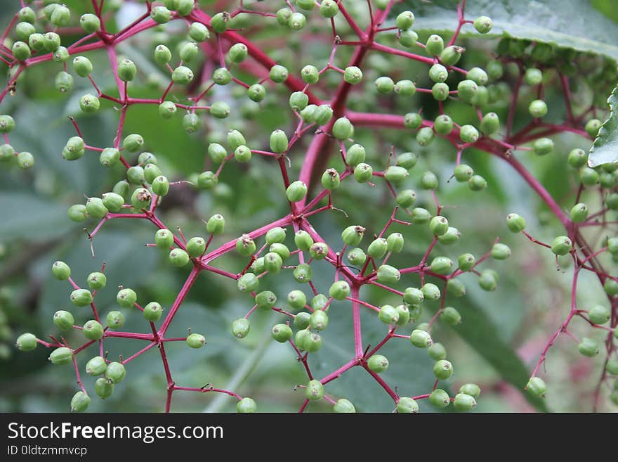 Plant, Flora, Fruit, Tree