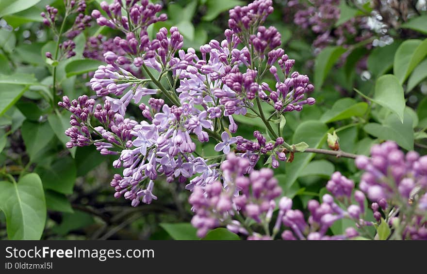 Plant, Flower, Lilac, Flowering Plant