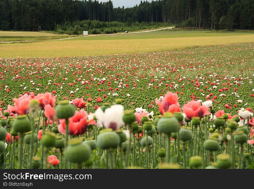 Flower, Ecosystem, Field, Plant