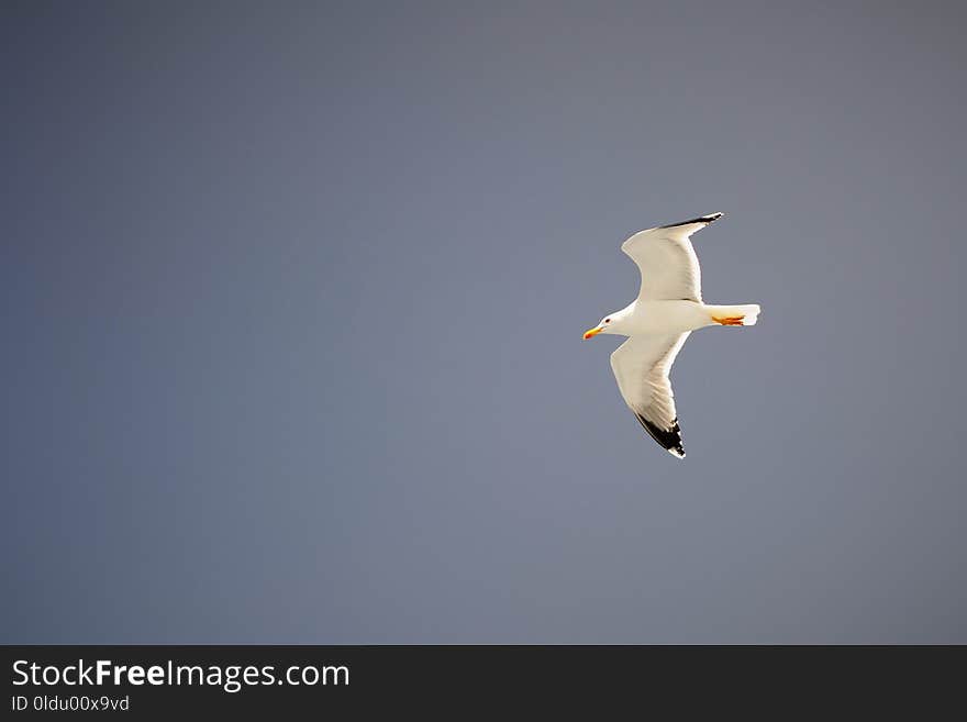 Bird, European Herring Gull, Gull, Seabird