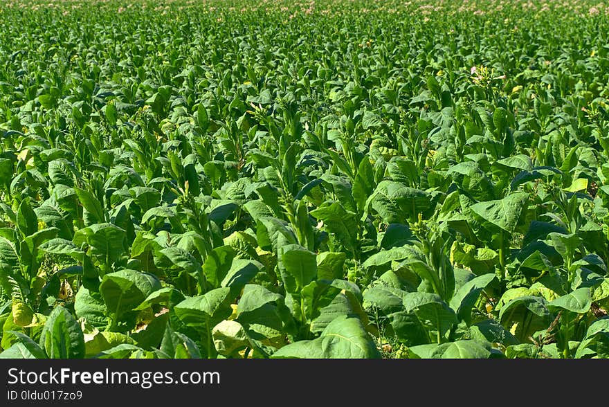 Agriculture, Crop, Field, Plant