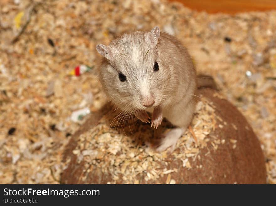 Gerbil, Fauna, Mammal, Mouse