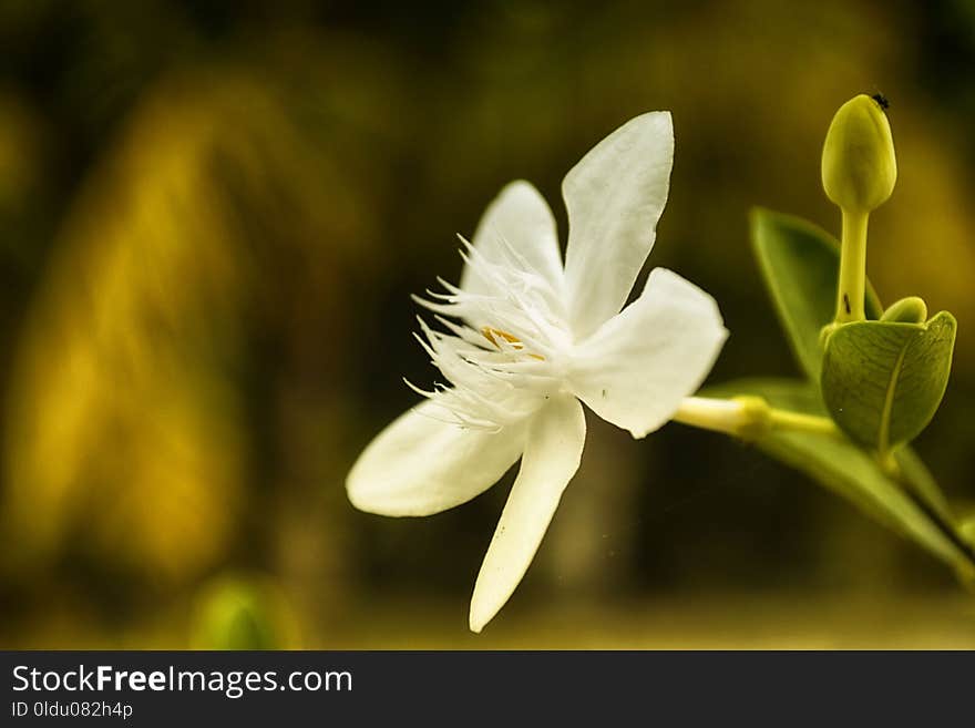 Flower, White, Plant, Flora