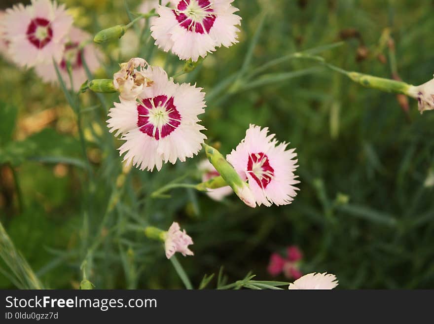 Flower, Plant, Flowering Plant, Flora