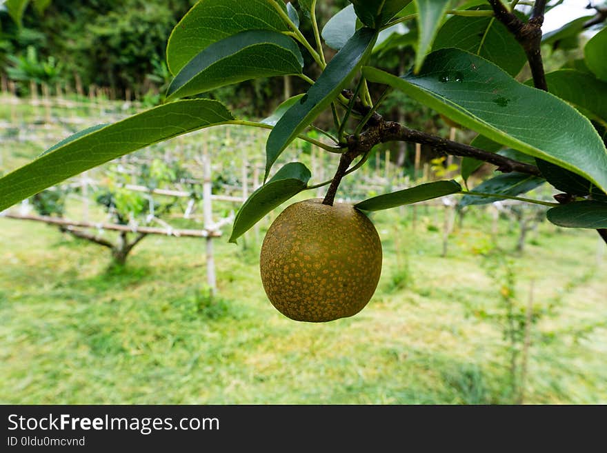 Fruit Tree, Fruit, Plant, Artocarpus