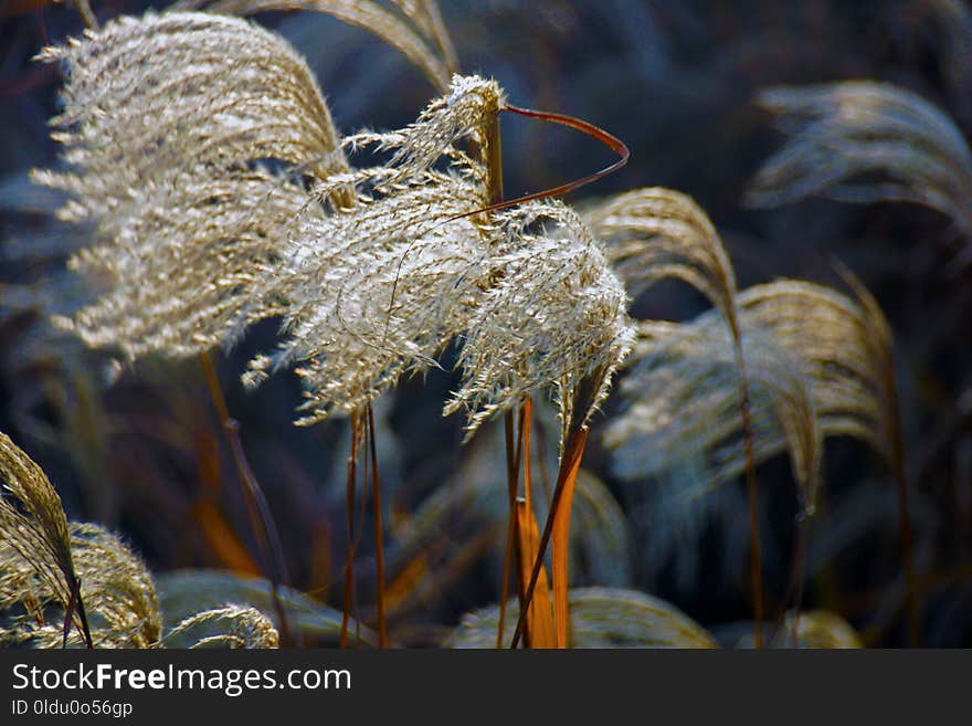 Close Up, Macro Photography, Grass Family, Frost