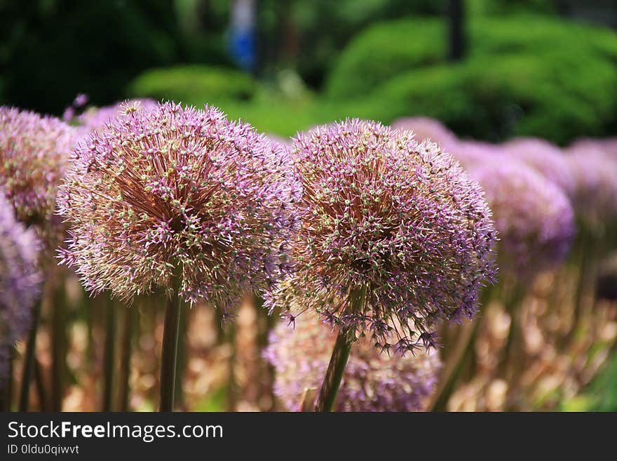 Plant, Flora, Purple, Flower