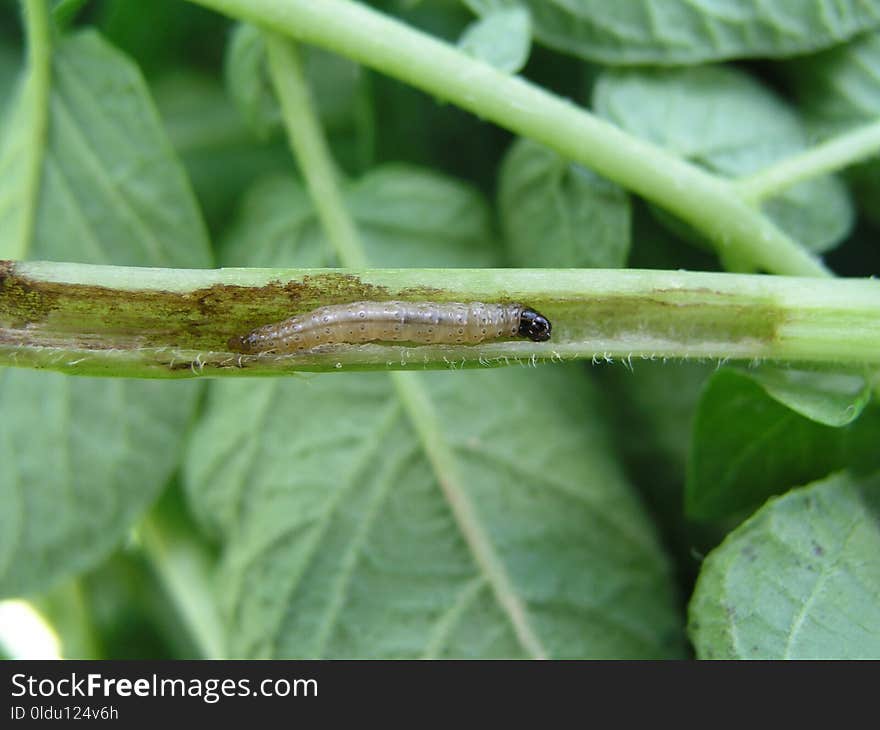 Leaf, Plant Stem, Insect, Plant Pathology