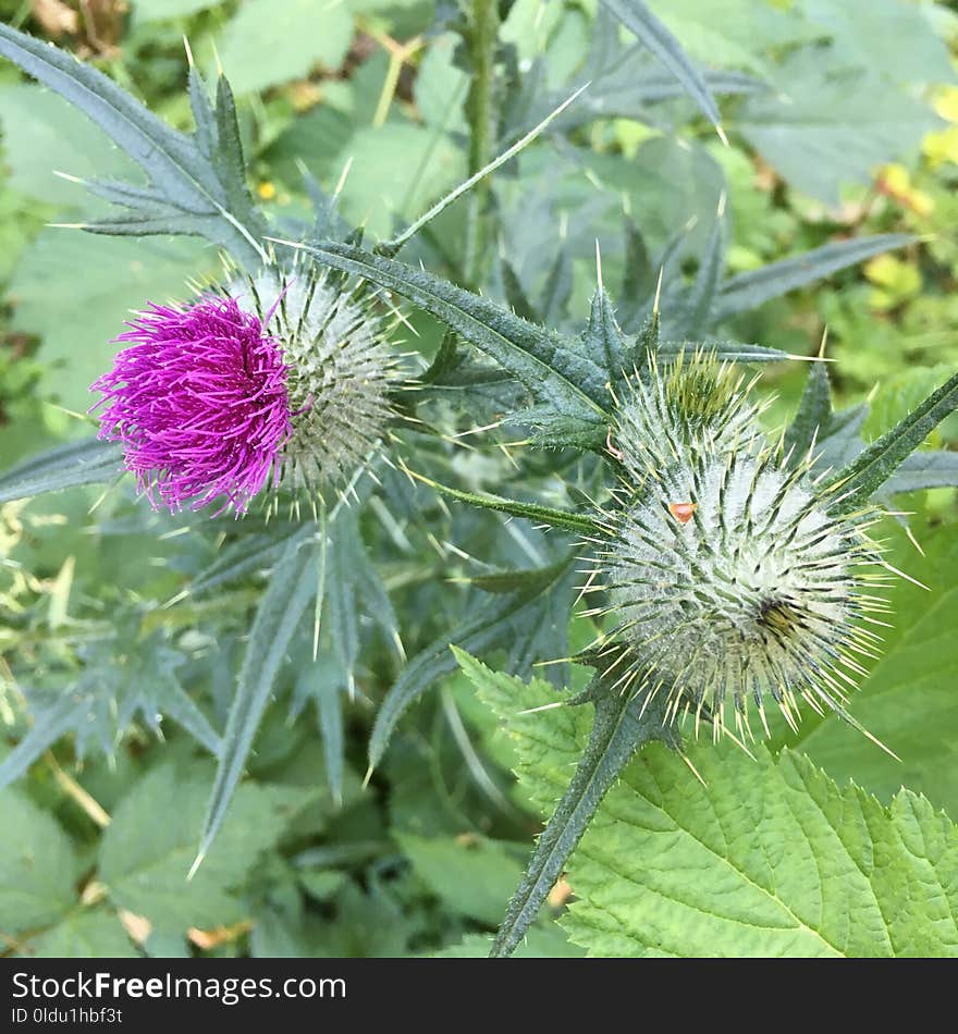 Plant, Thistle, Silybum, Noxious Weed