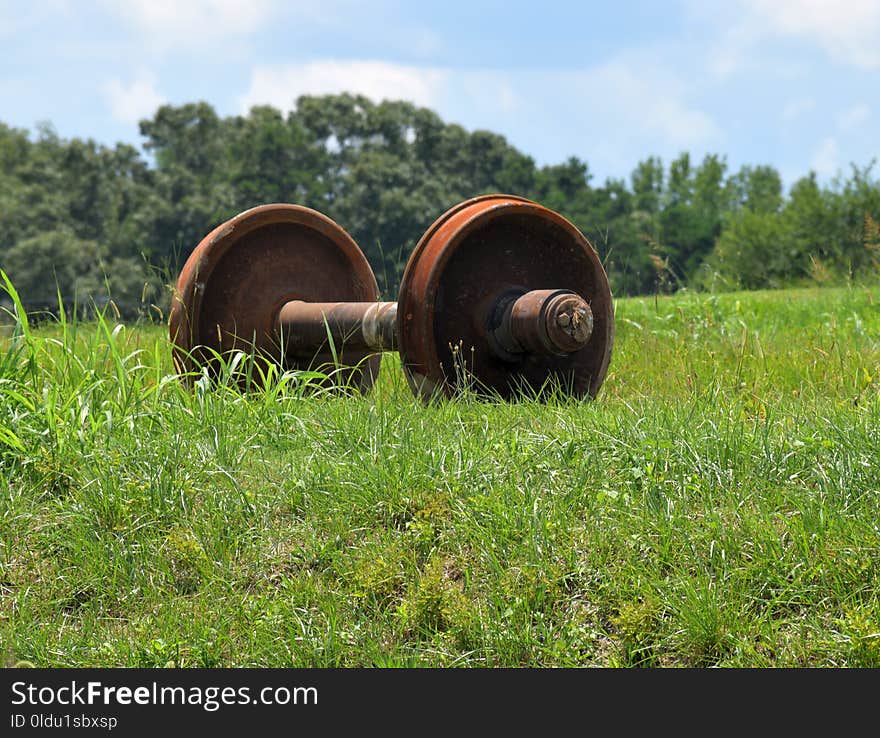 Grass, Grassland, Pasture, Field