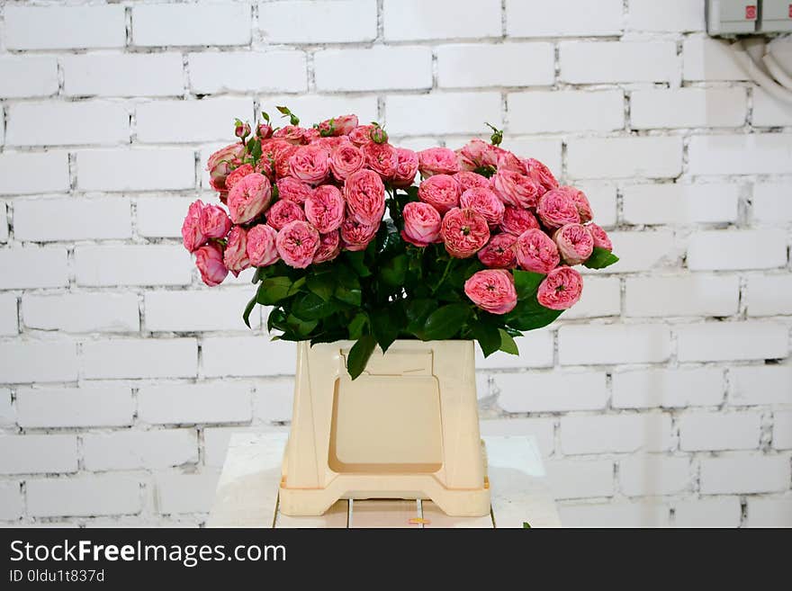 Flower, Garden Roses, Rose, Pink