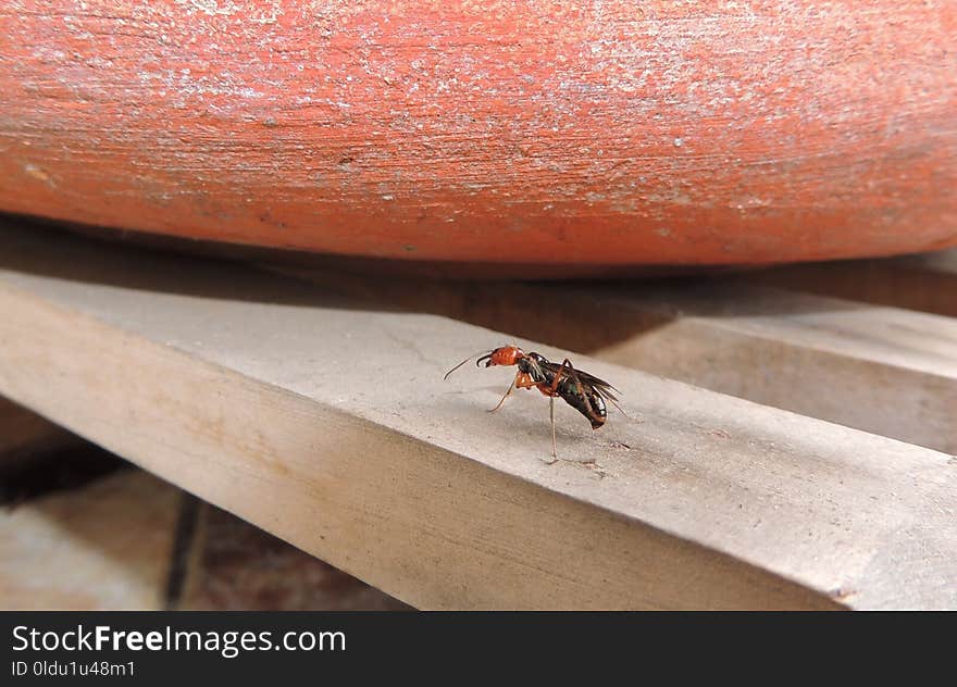 Insect, Invertebrate, Membrane Winged Insect, Pest