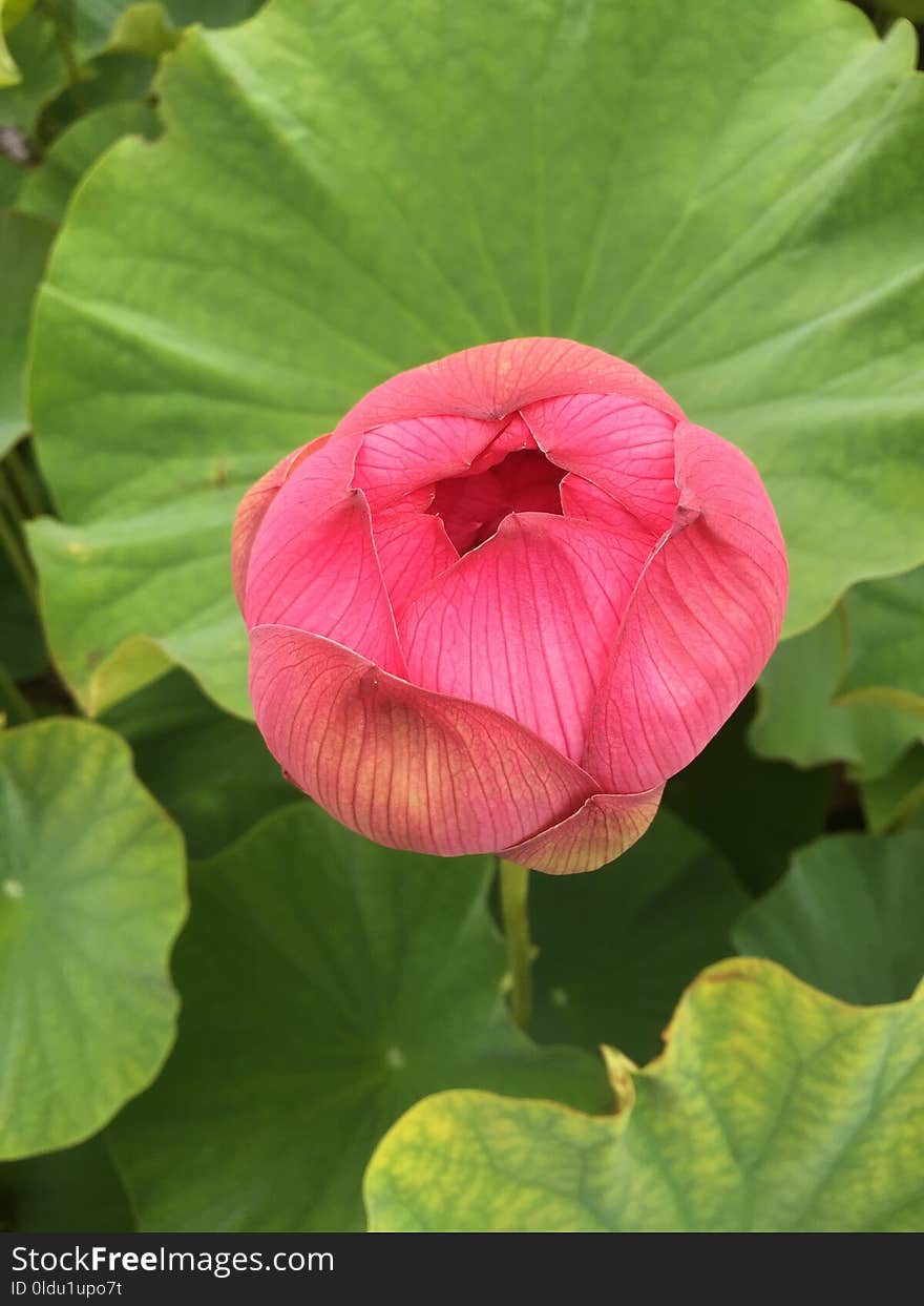 Flower, Plant, Pink, Green