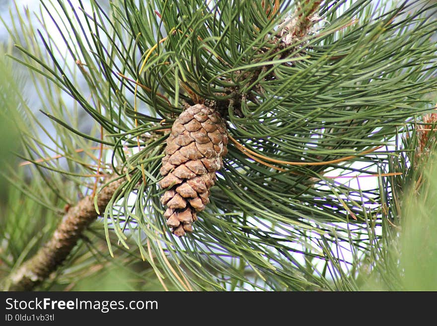 Tree, Pine Family, Pine, Conifer