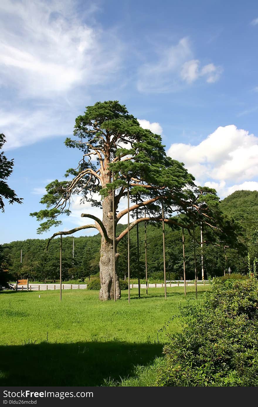 Tree, Sky, Woody Plant, Vegetation