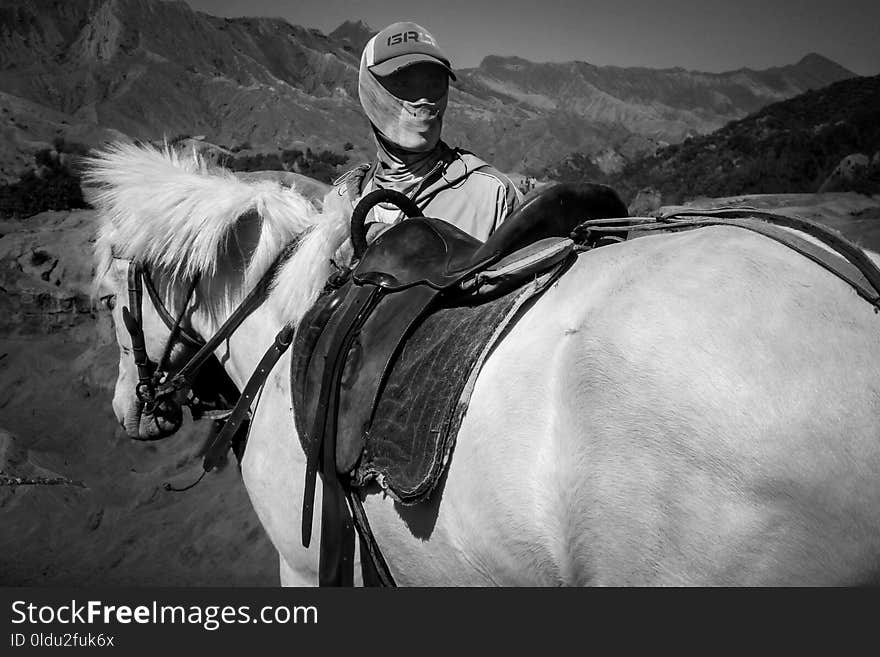 Horse, White, Black, Black And White