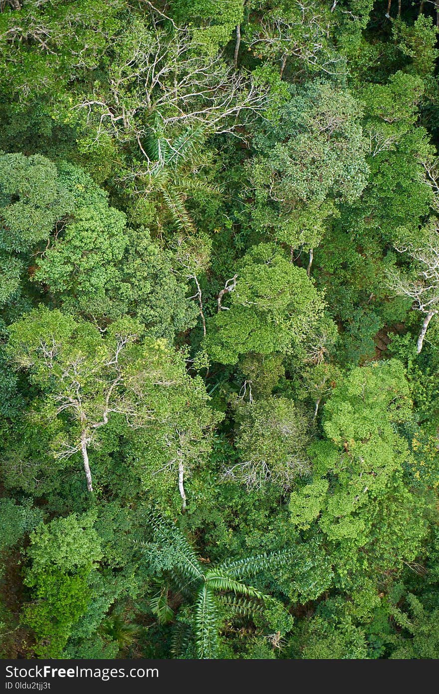 Vegetation, Ecosystem, Nature Reserve, Rainforest