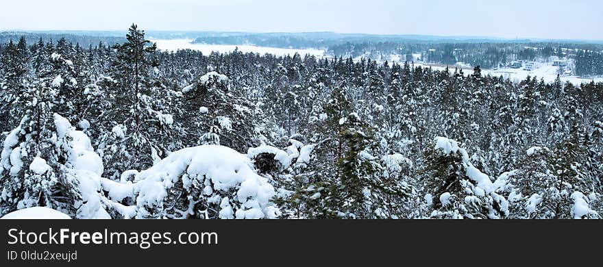 Snow, Winter, Tree, Wilderness