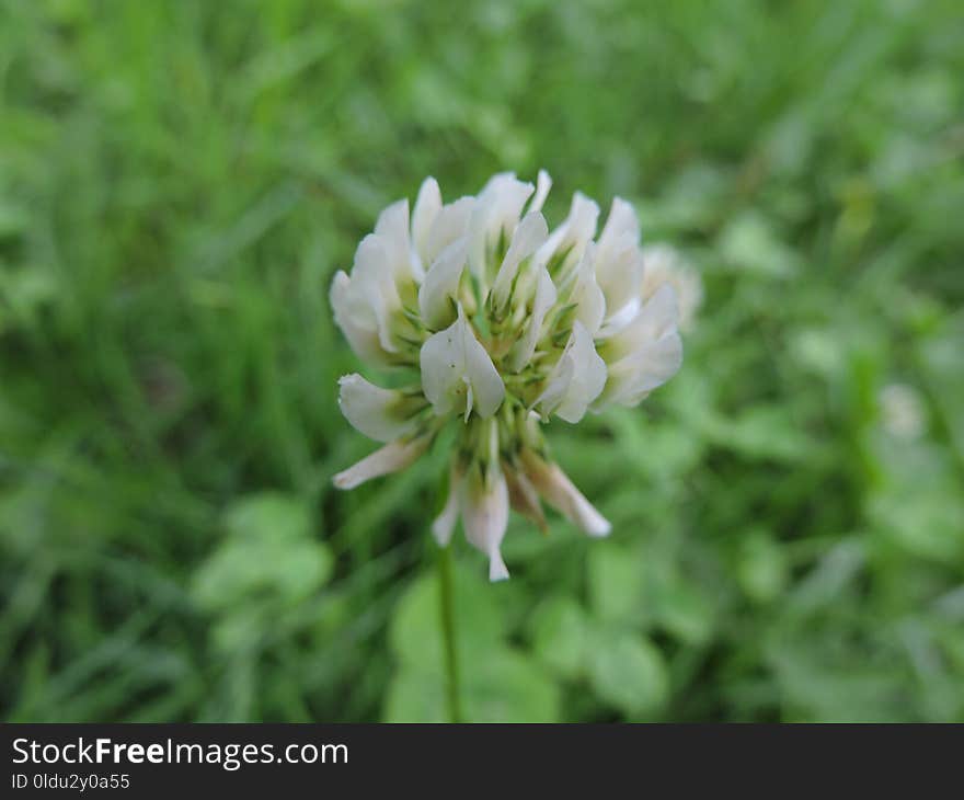 Flower, Plant, Flora, Trifolieae