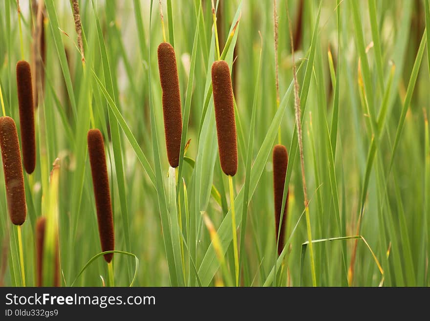 Vegetation, Grass, Grass Family, Flora