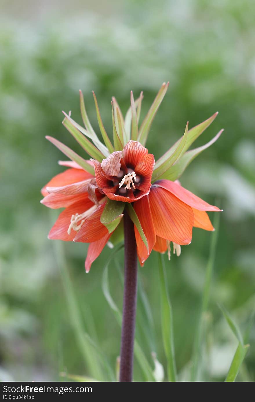 Flower, Plant, Flora, Flowering Plant