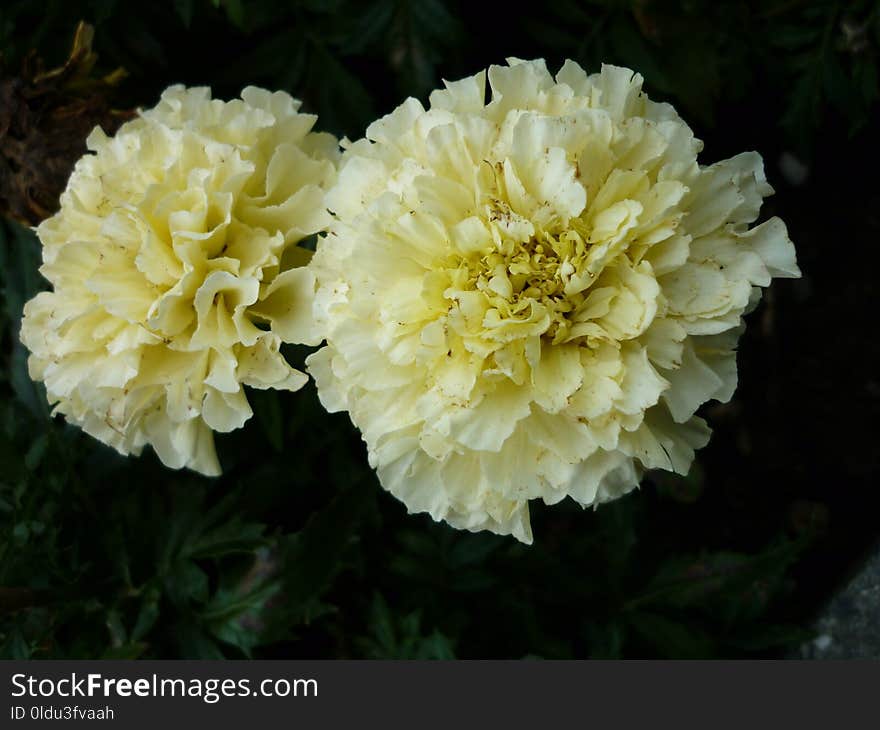 Flower, Yellow, Plant, Peony