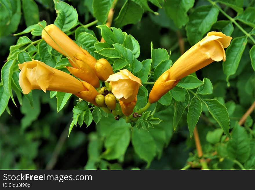 Plant, Flower, Shrub