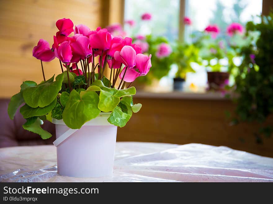 Flower, Plant, Pink, Flowering Plant