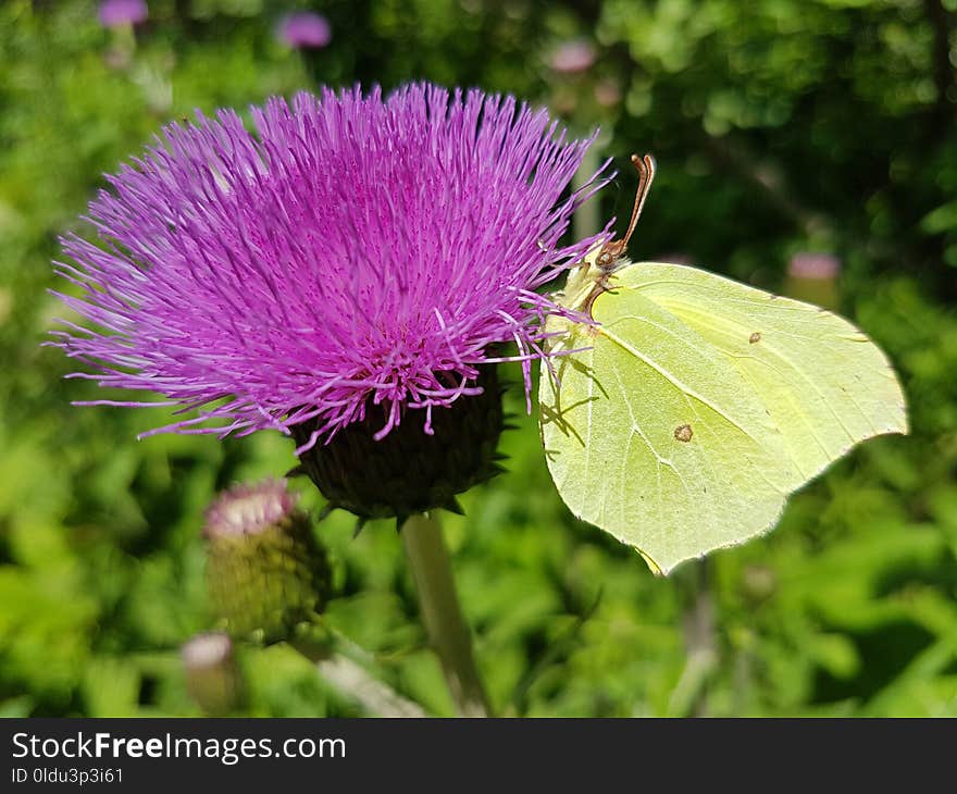 Butterfly, Moths And Butterflies, Insect, Thistle