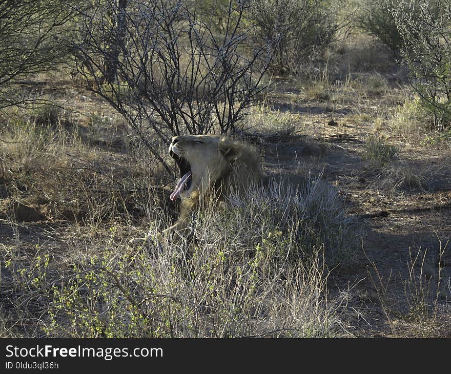 Wildlife, Ecosystem, Fauna, Nature Reserve