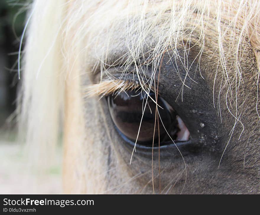 Nose, Eye, Mane, Close Up