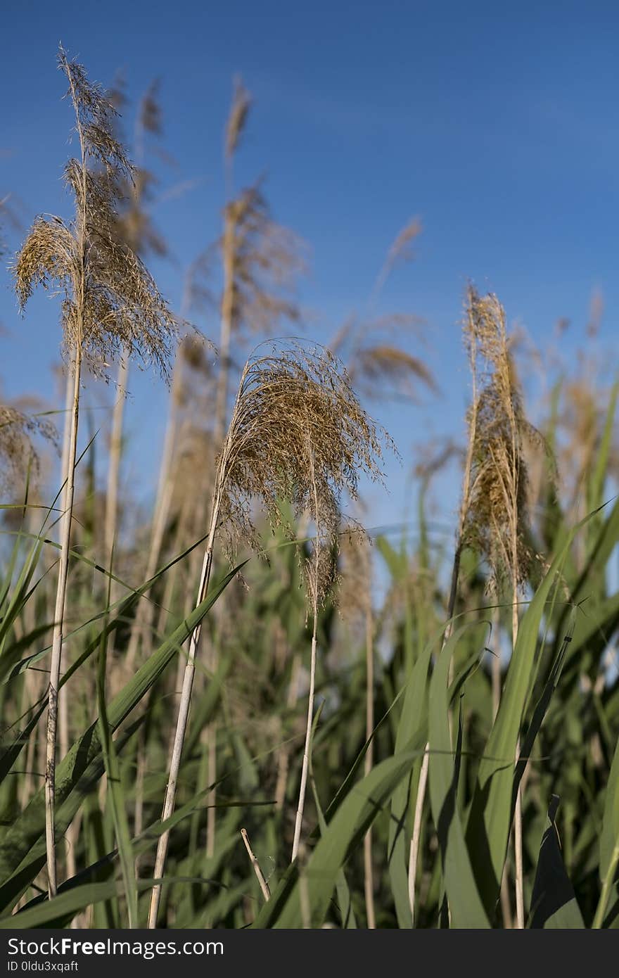 Sky, Crop, Vegetation, Grass Family