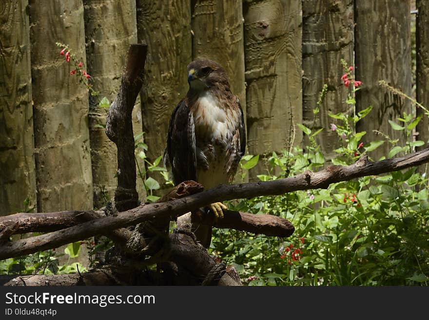 Fauna, Bird, Ecosystem, Beak