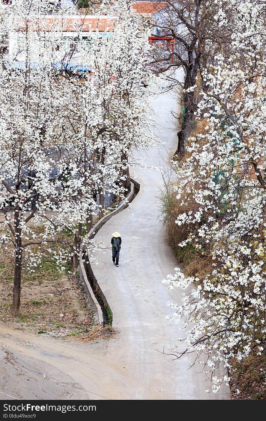 Tree, Winter, Plant, Flower