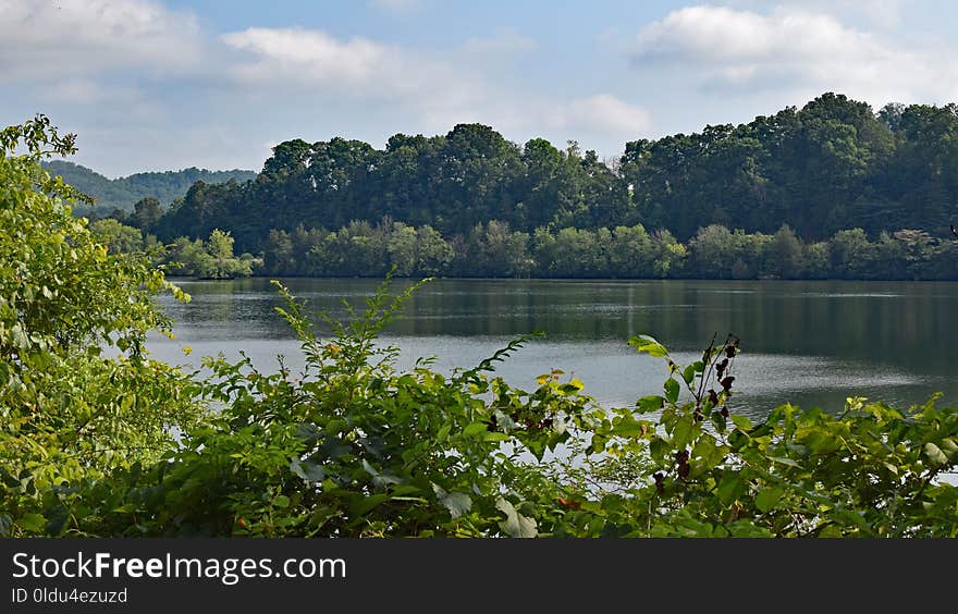 Nature, Vegetation, Nature Reserve, Water