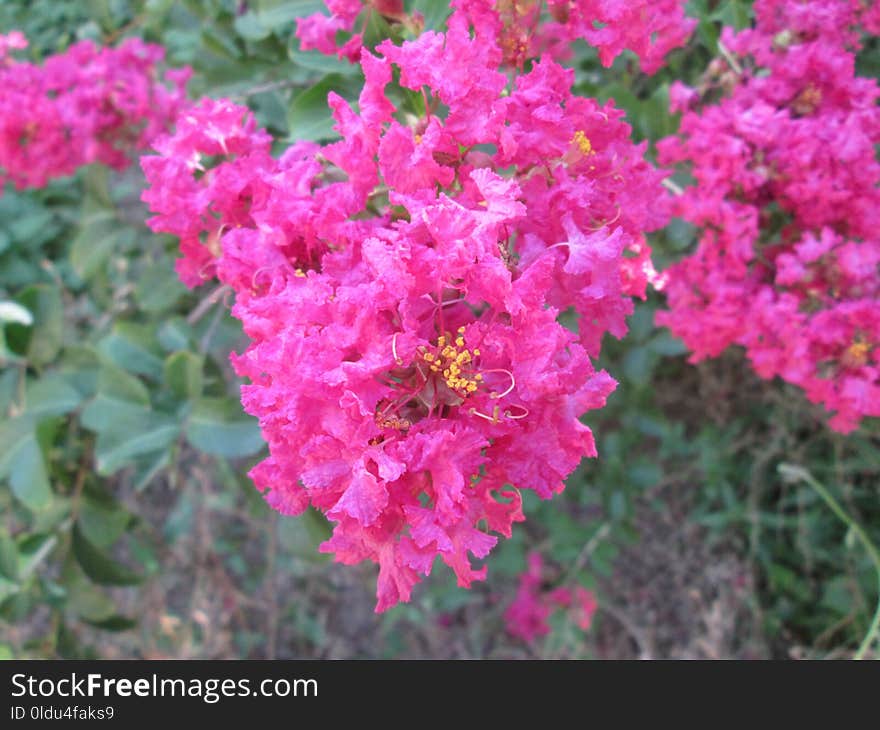 Flower, Pink, Plant, Flora