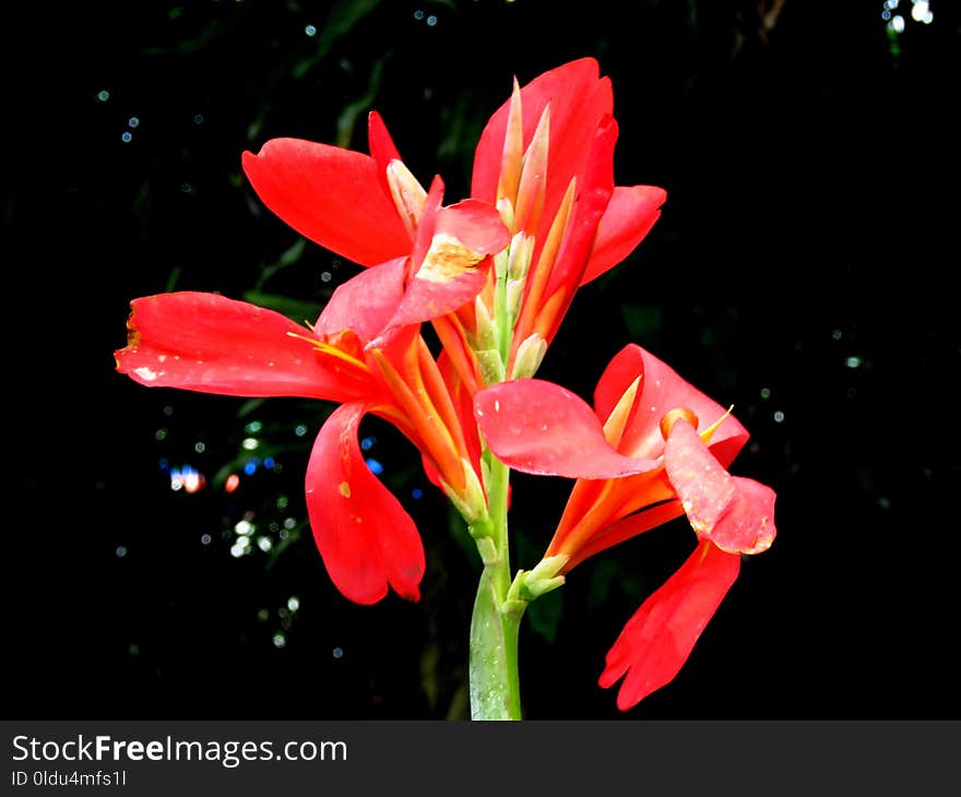 Flower, Plant, Flora, Flowering Plant