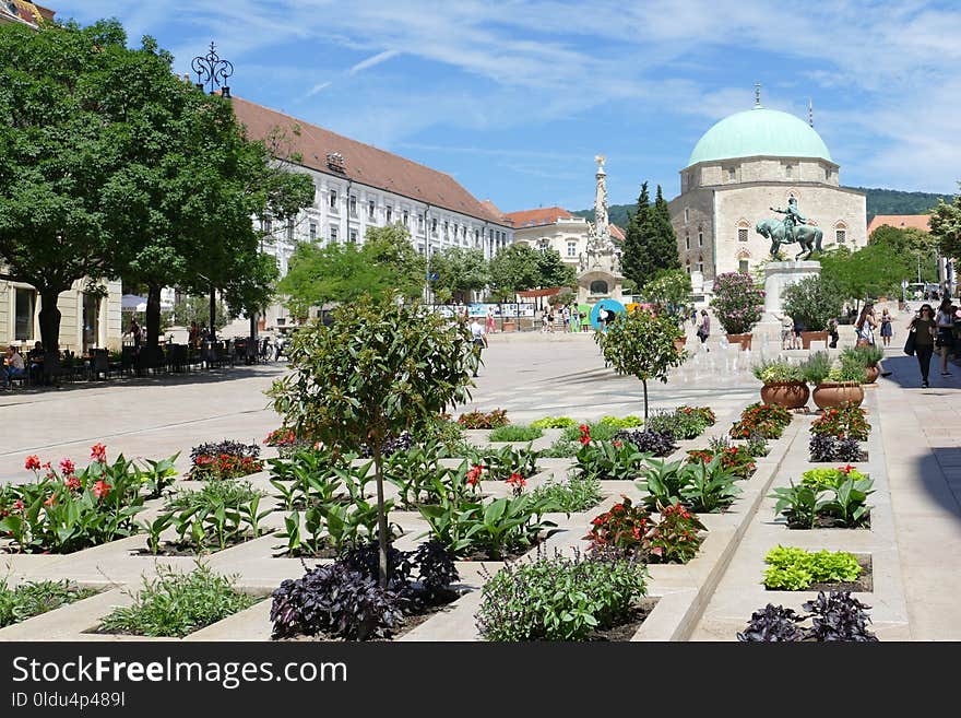 Town Square, Tree, City, Plant