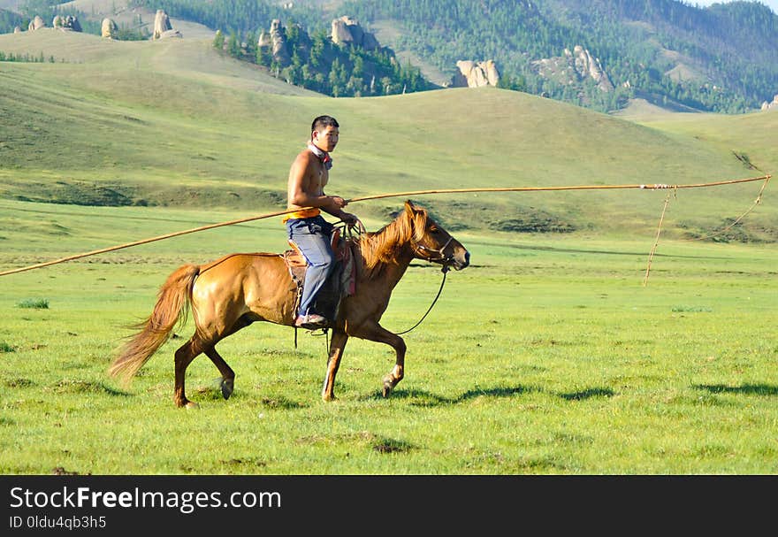 Grassland, Ecosystem, Bridle, Horse