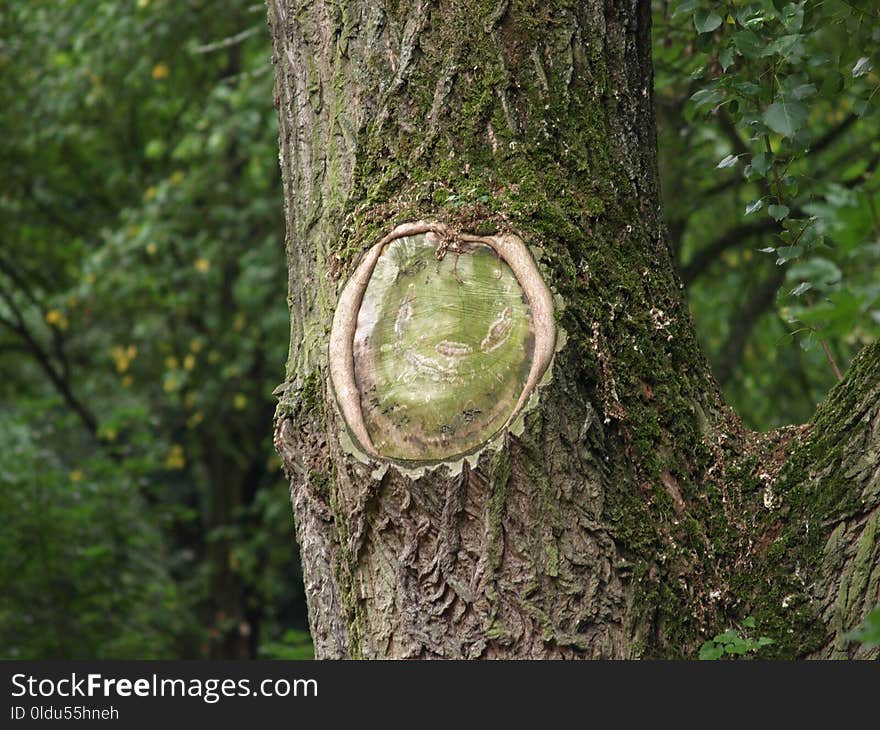 Tree, Woodland, Vegetation, Trunk