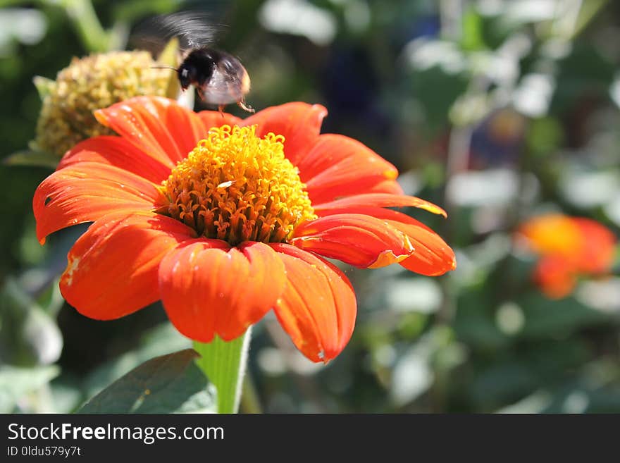 Flower, Nectar, Flora, Pollen