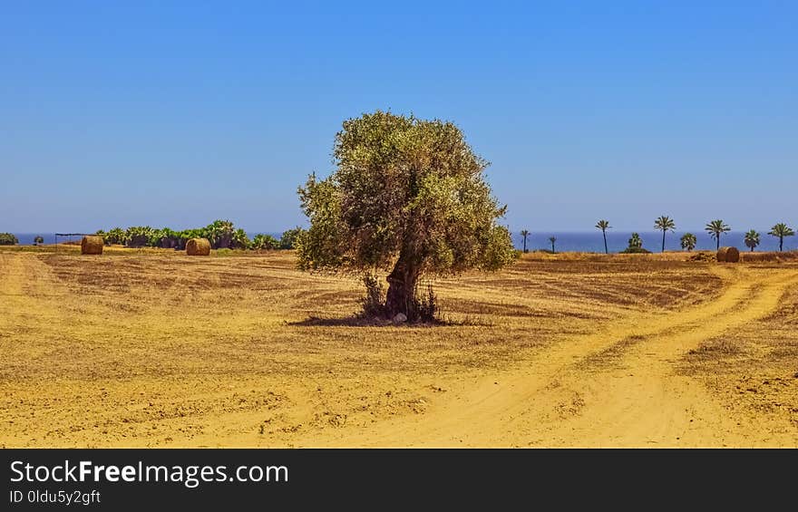 Ecosystem, Field, Tree, Soil