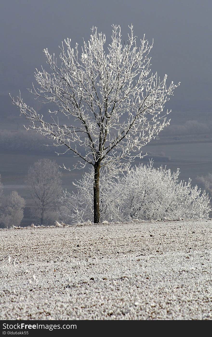 Frost, Tree, Winter, Freezing